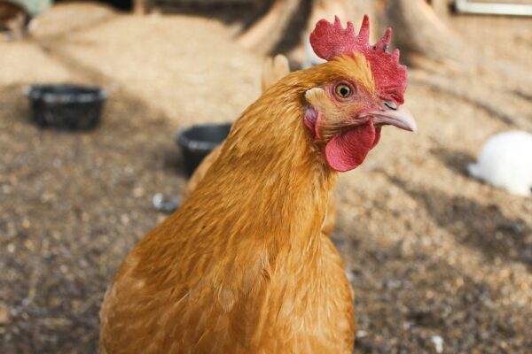 découvrez une délicieuse recette de pilons de poulet à dévorer en famille ou entre amis. facile à préparer et pleine de saveurs, cette recette saura ravir vos papilles.