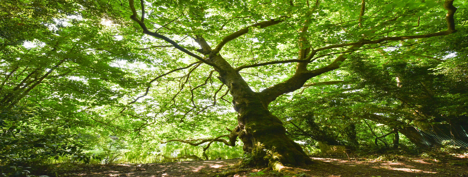 Arbre sur un sentier