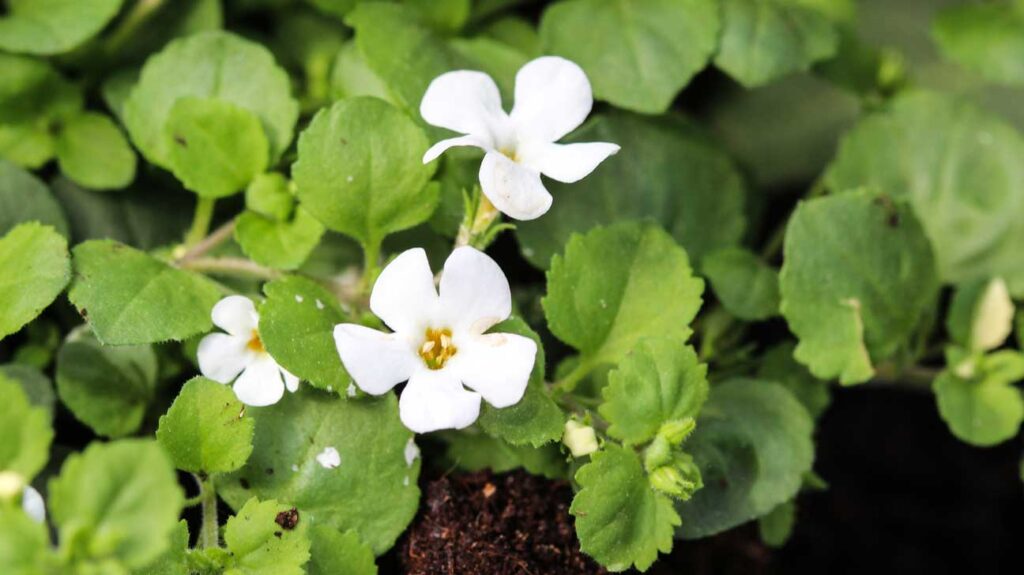 Feuilles fraîches de Bacopa monnieri utilisées pour réduire le stress et améliorer la mémoire