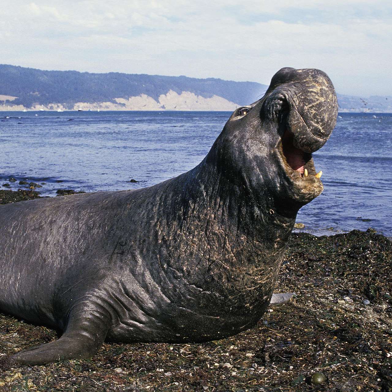 éléphant de mer sous la canicule